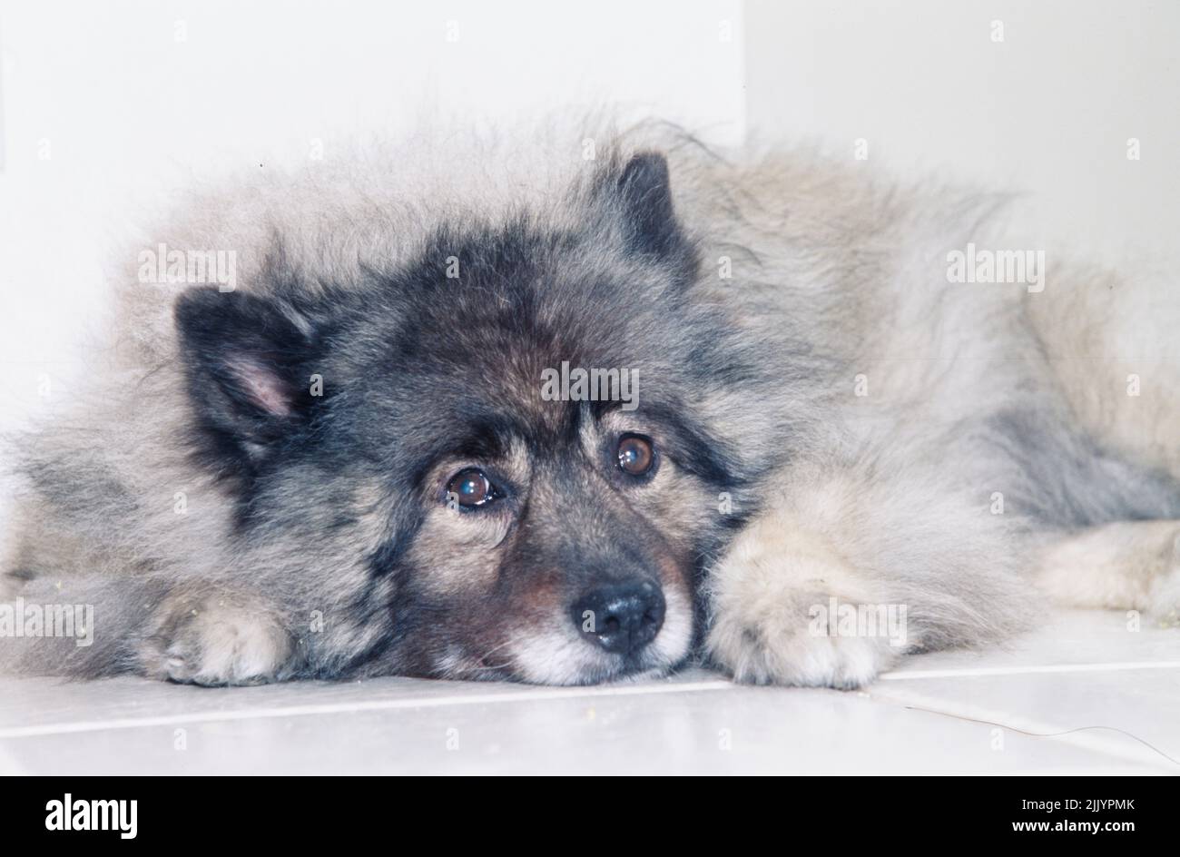 Un cane Keeshond su un pavimento di mattonelle. Foto Stock
