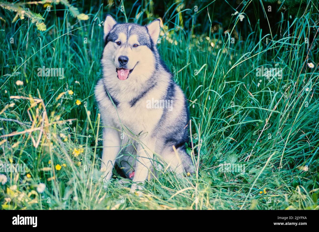Un cane malamuto sull'erba Foto Stock