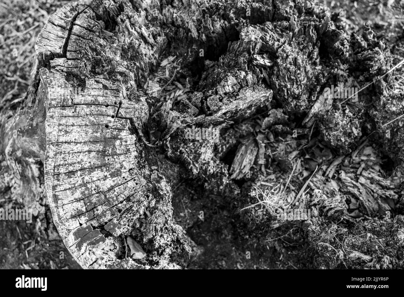 Vecchio ceppo di albero di marciume che mostra l'età e il decadimento da molti anni. Foto Stock