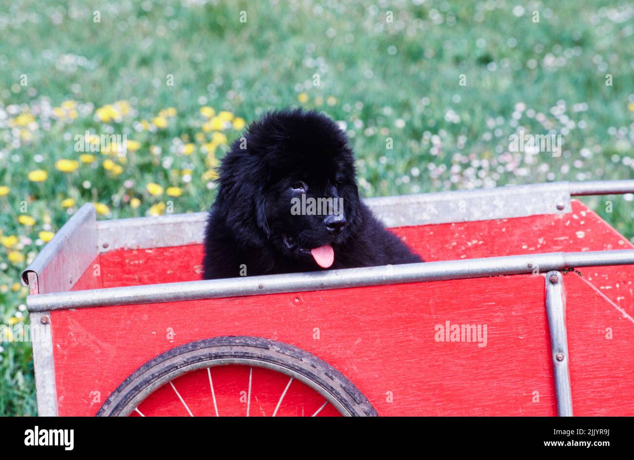 Un cucciolo Terranova in un carro Foto Stock