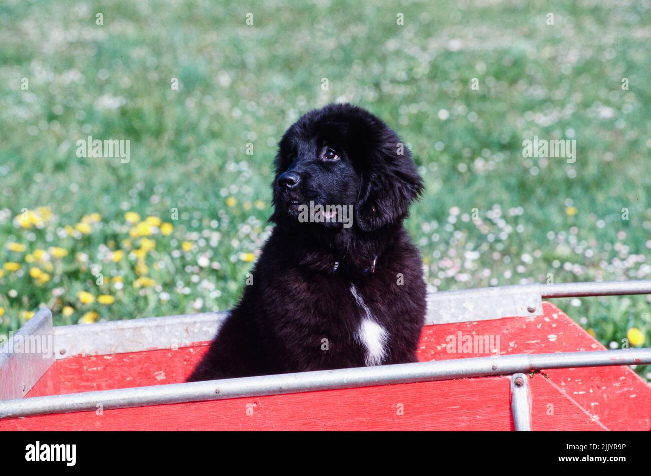 Un cucciolo Terranova in un carro Foto Stock