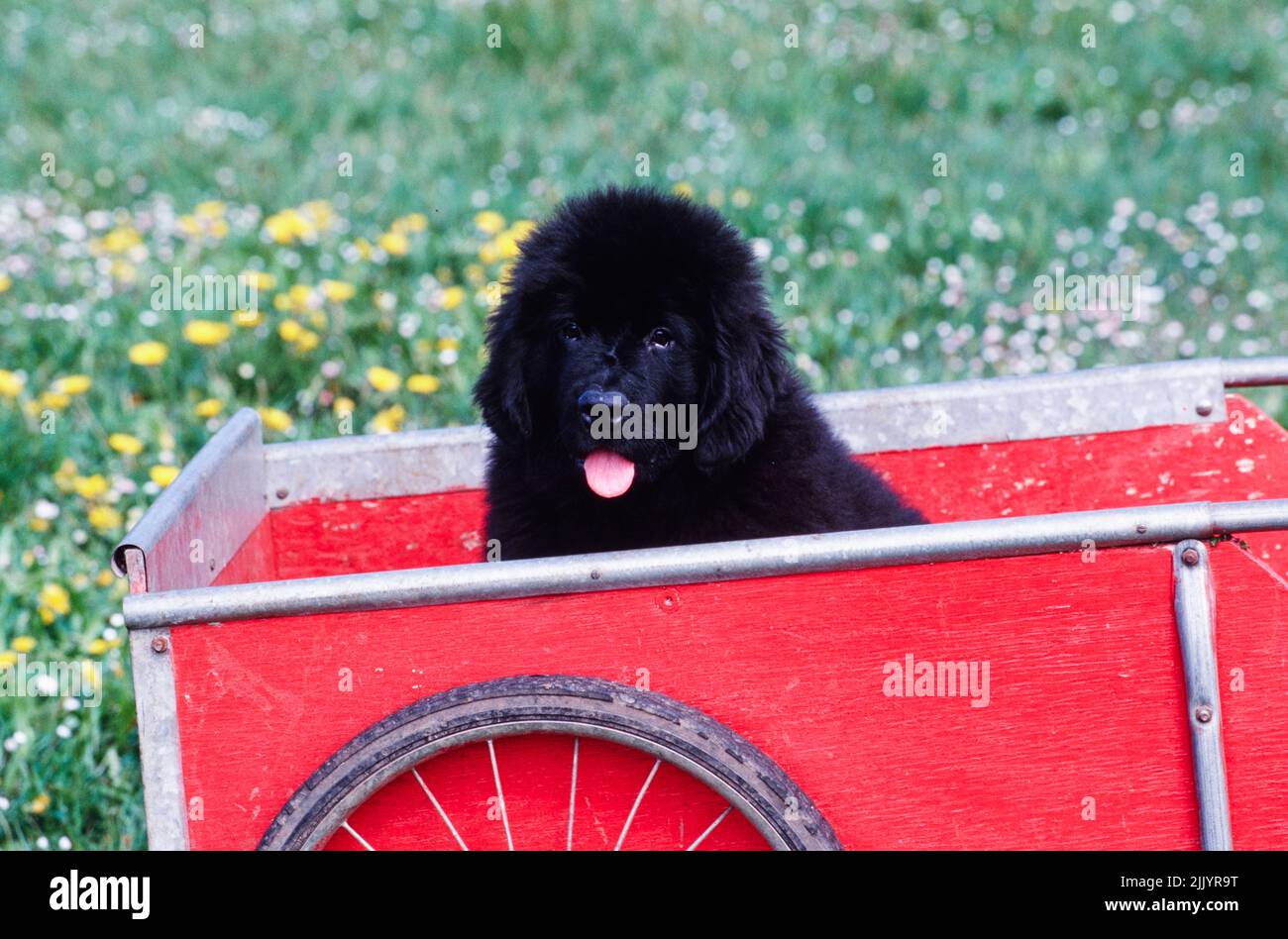 Un cucciolo Terranova in un carro Foto Stock