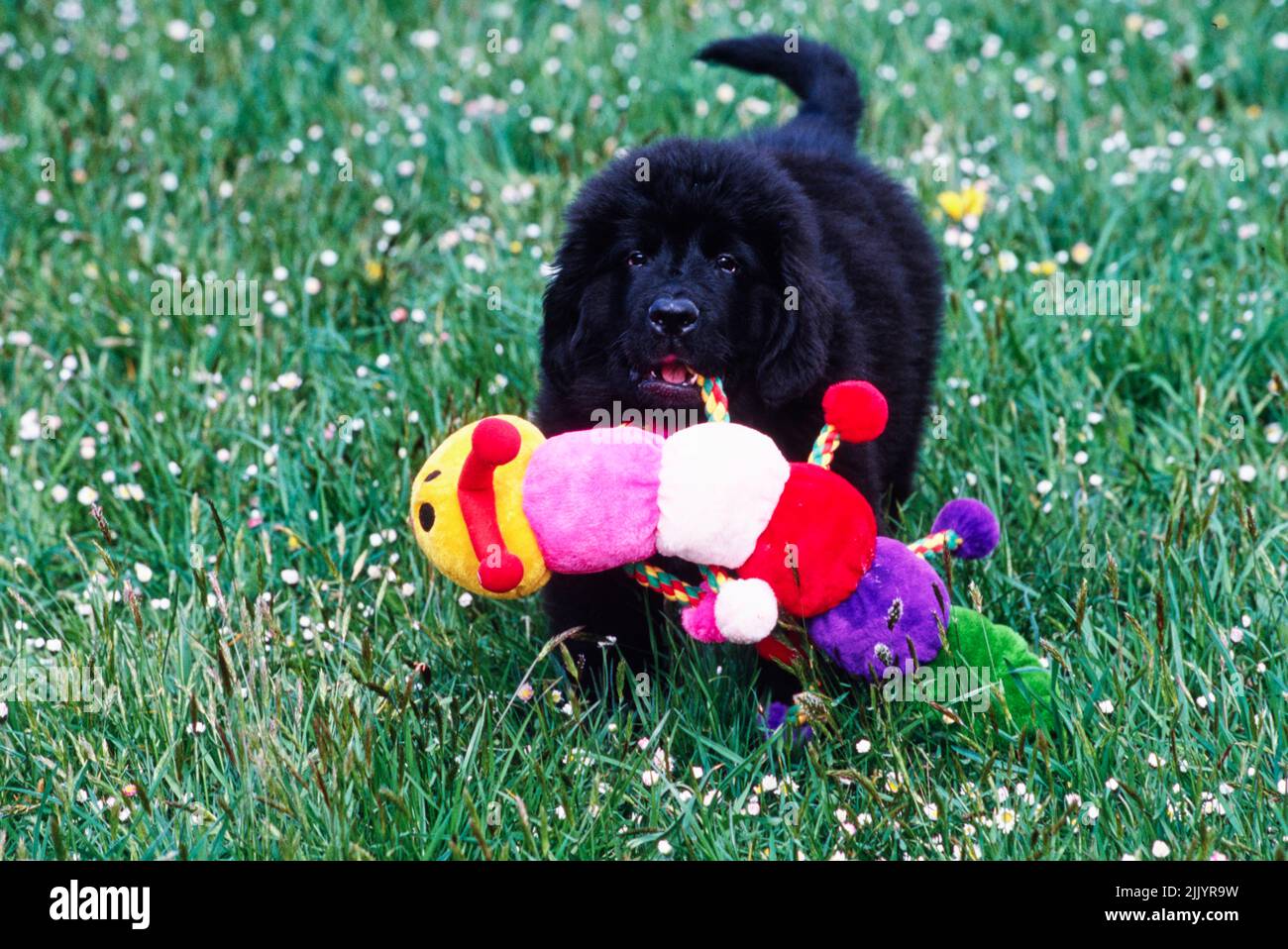 Un cucciolo Terranova in erba Foto Stock