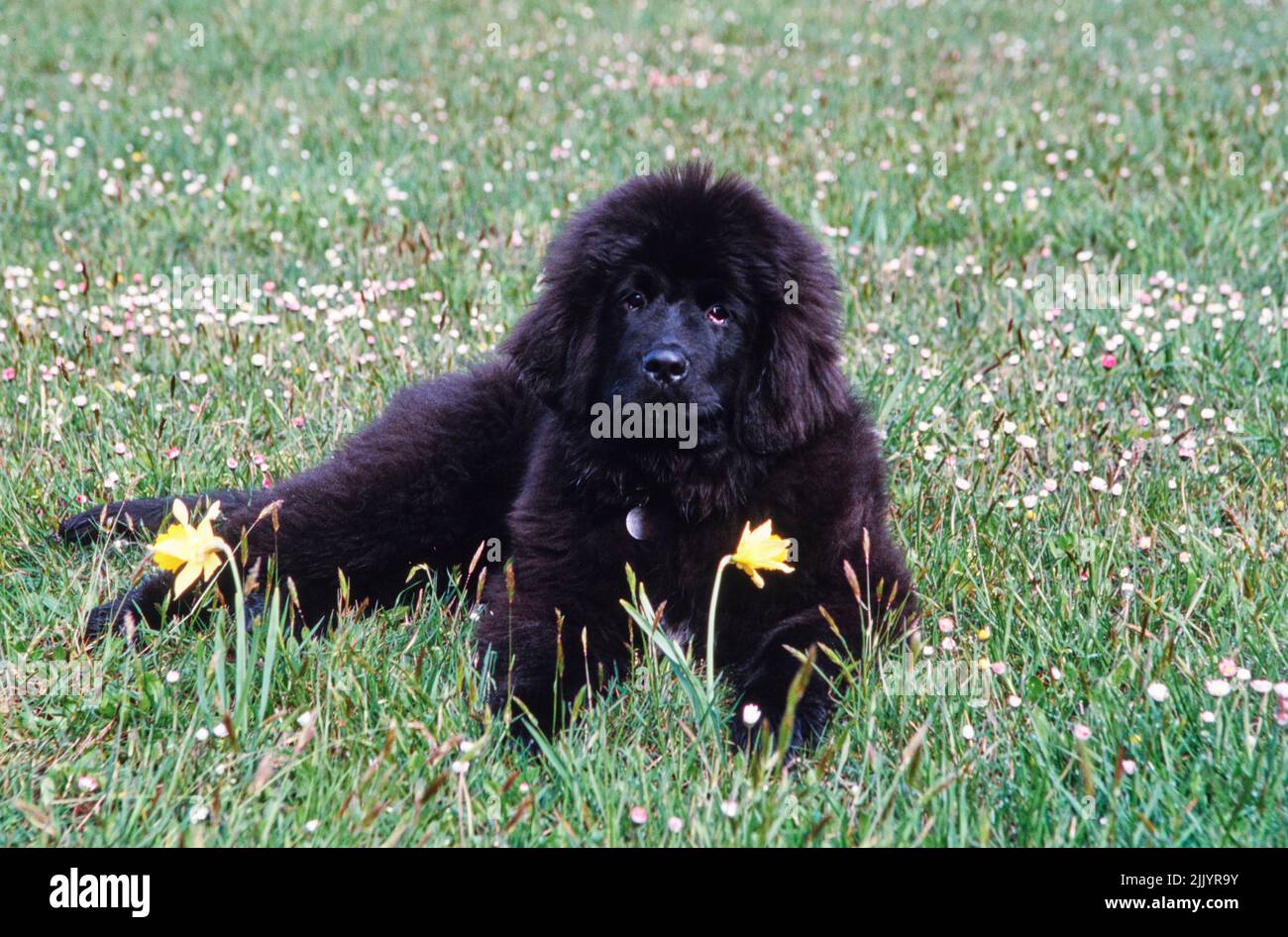 Un cucciolo Terranova in erba Foto Stock