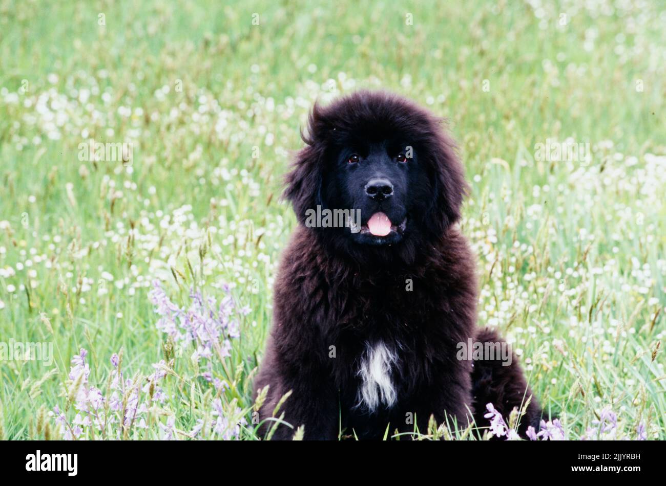 Un cucciolo Terranova in erba Foto Stock