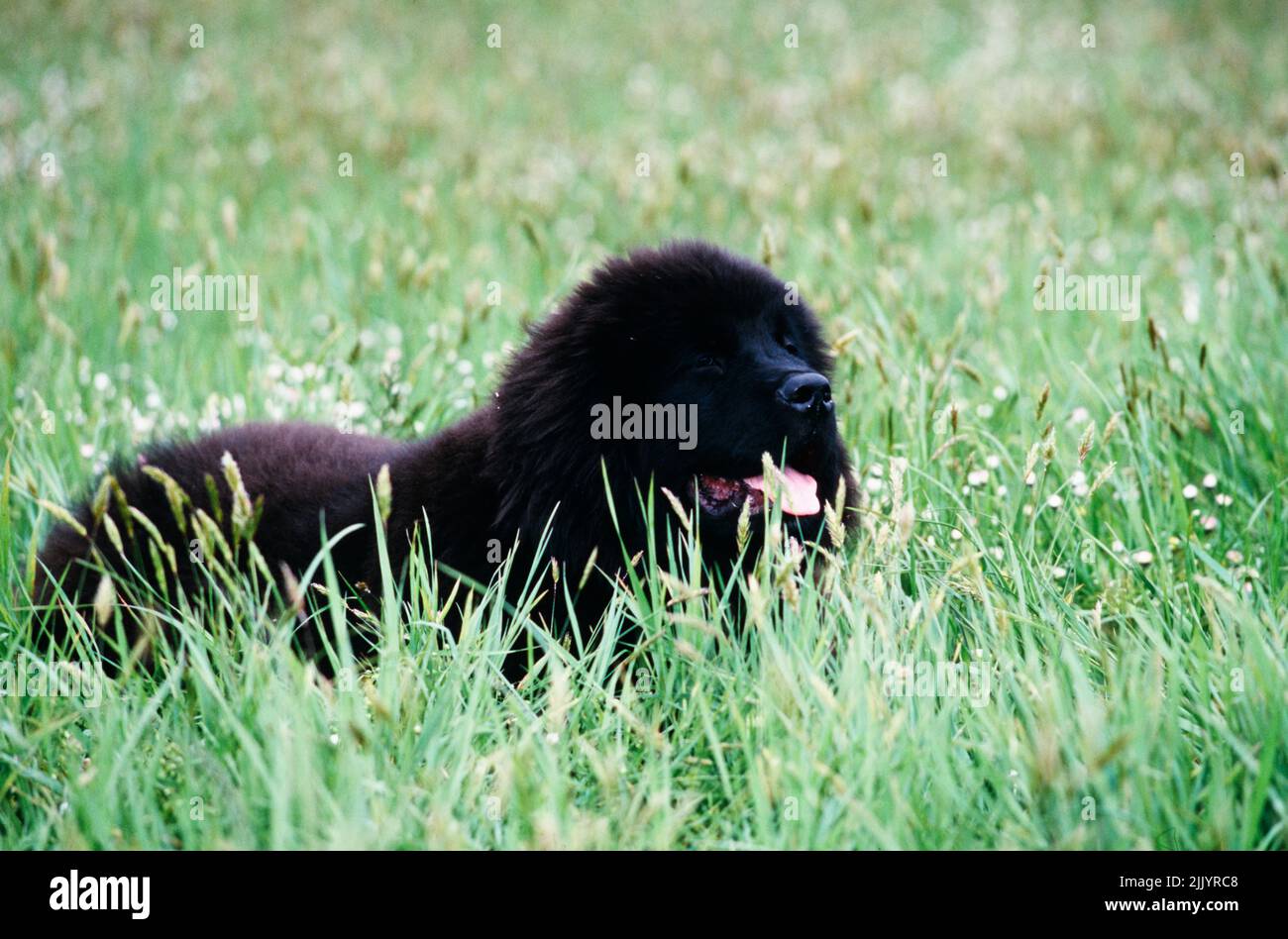 Un cucciolo Terranova in erba Foto Stock