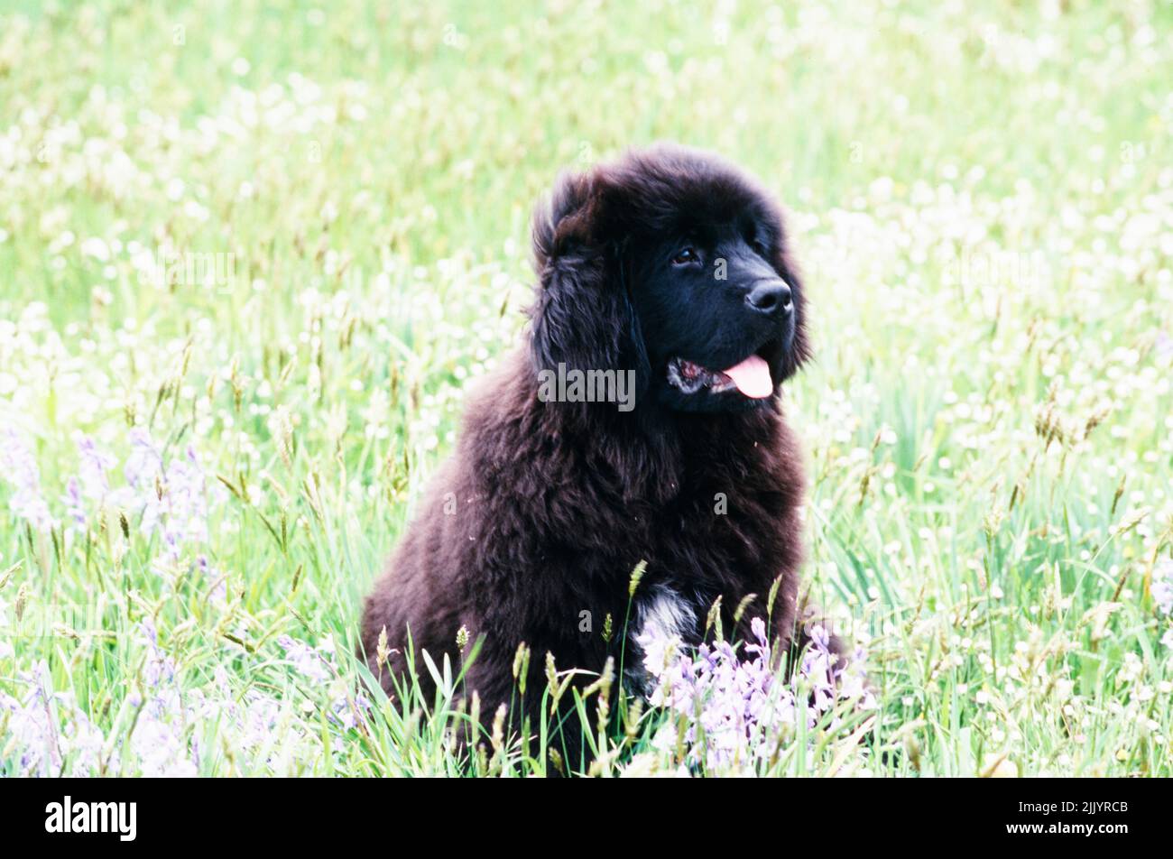 Un cucciolo Terranova in erba Foto Stock