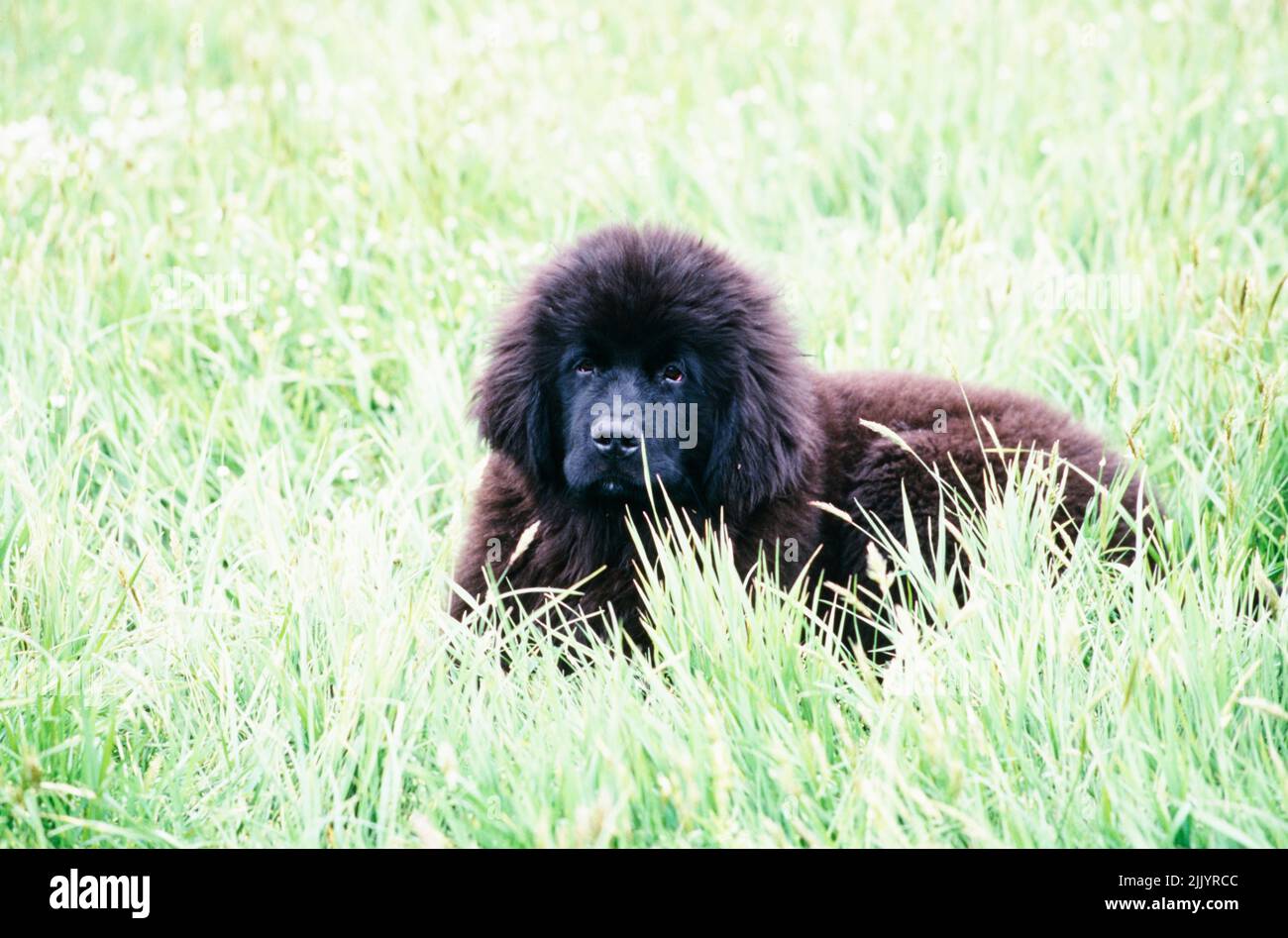 Un cucciolo Terranova in erba Foto Stock