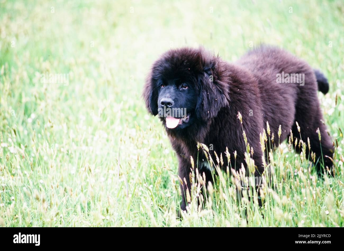Un cucciolo Terranova in erba Foto Stock