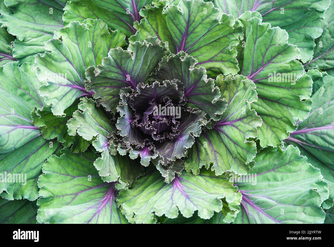 Cavolo ornamentale, Kale pianta nel giardino Foto Stock