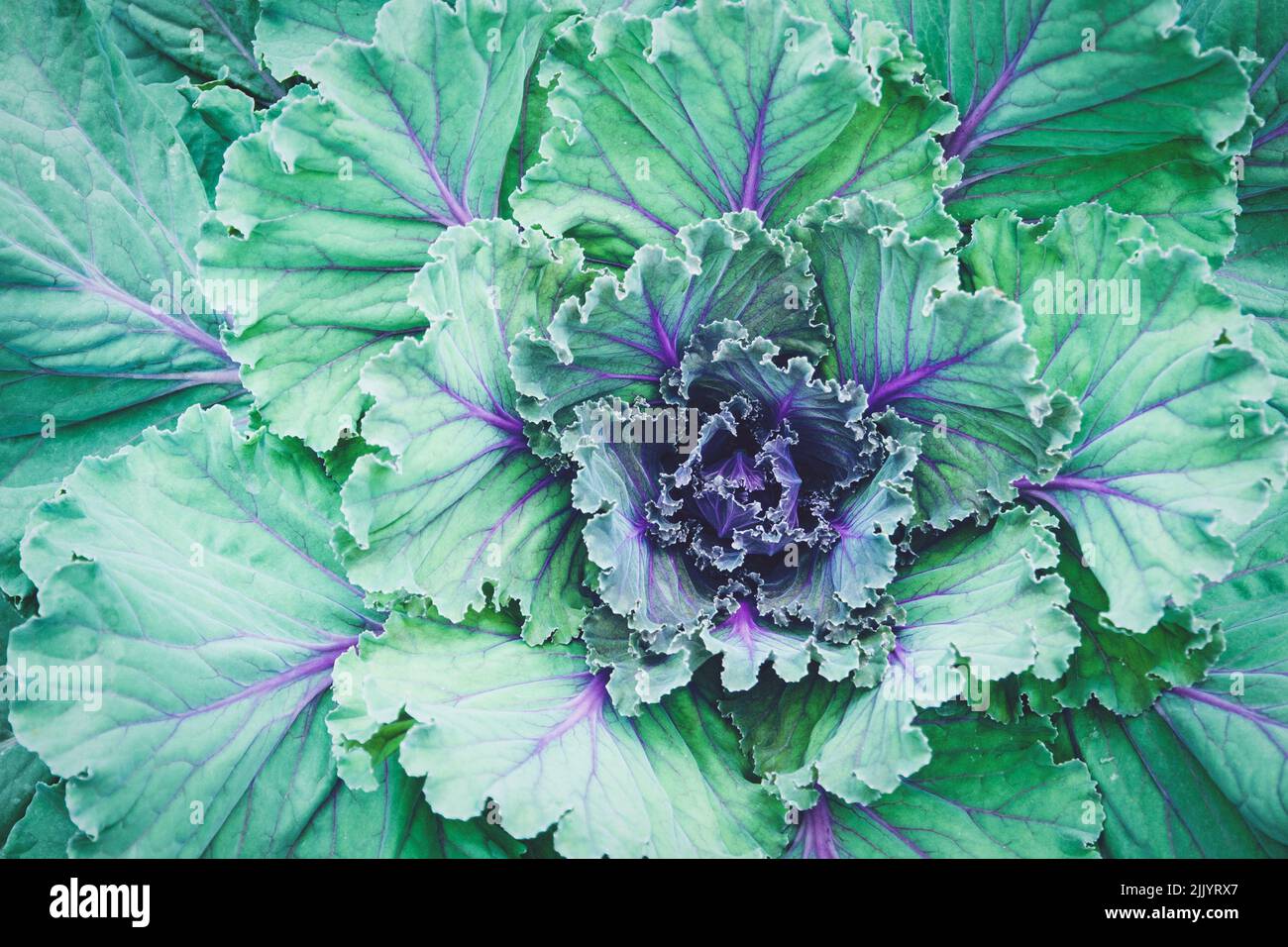 Cavolo ornamentale, Kale pianta sfondo Foto Stock