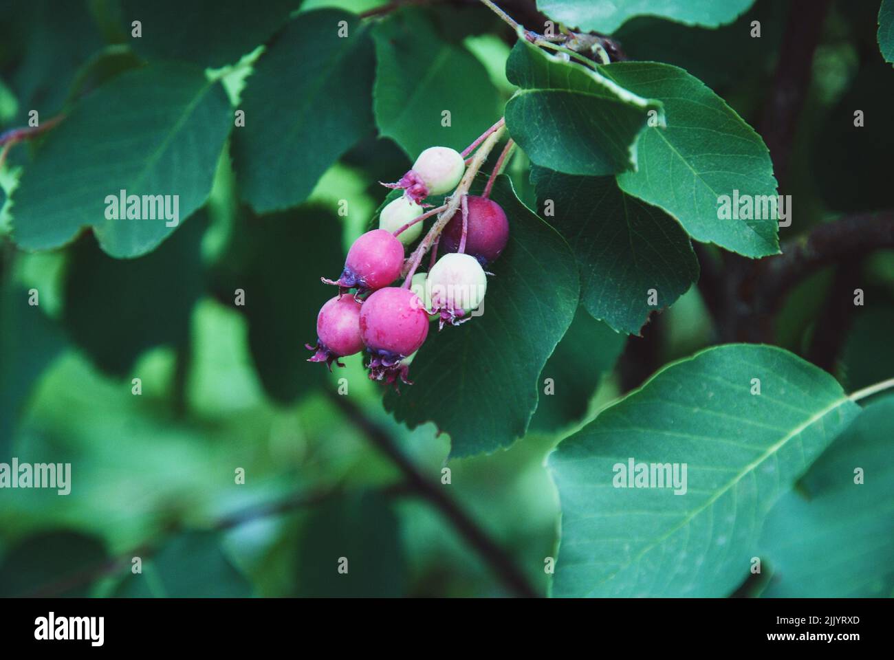 Saskatoon serviceberry frutta, Amelanchier alnifolia o shadberry maturazione in giardino Foto Stock