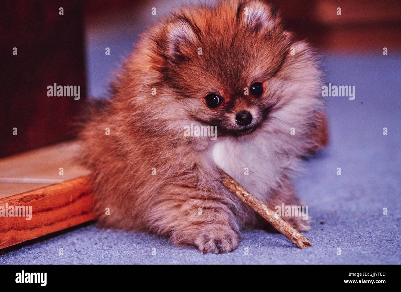 Un cane della Pomerania che mastica un bastone su un pavimento tappezzato Foto Stock