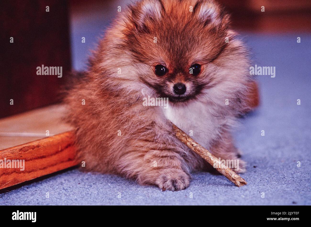 Un cane della Pomerania che mastica un bastone su un pavimento tappezzato Foto Stock