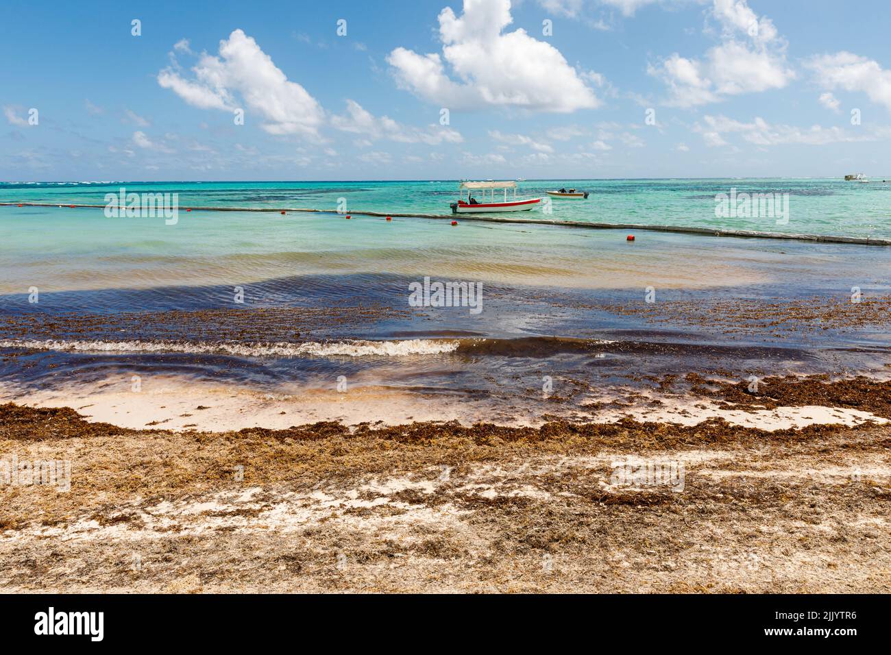 Spiaggia piena di alghe sargassum. Alghe marine Sargassum problema ecologico caraibico. Foto Stock