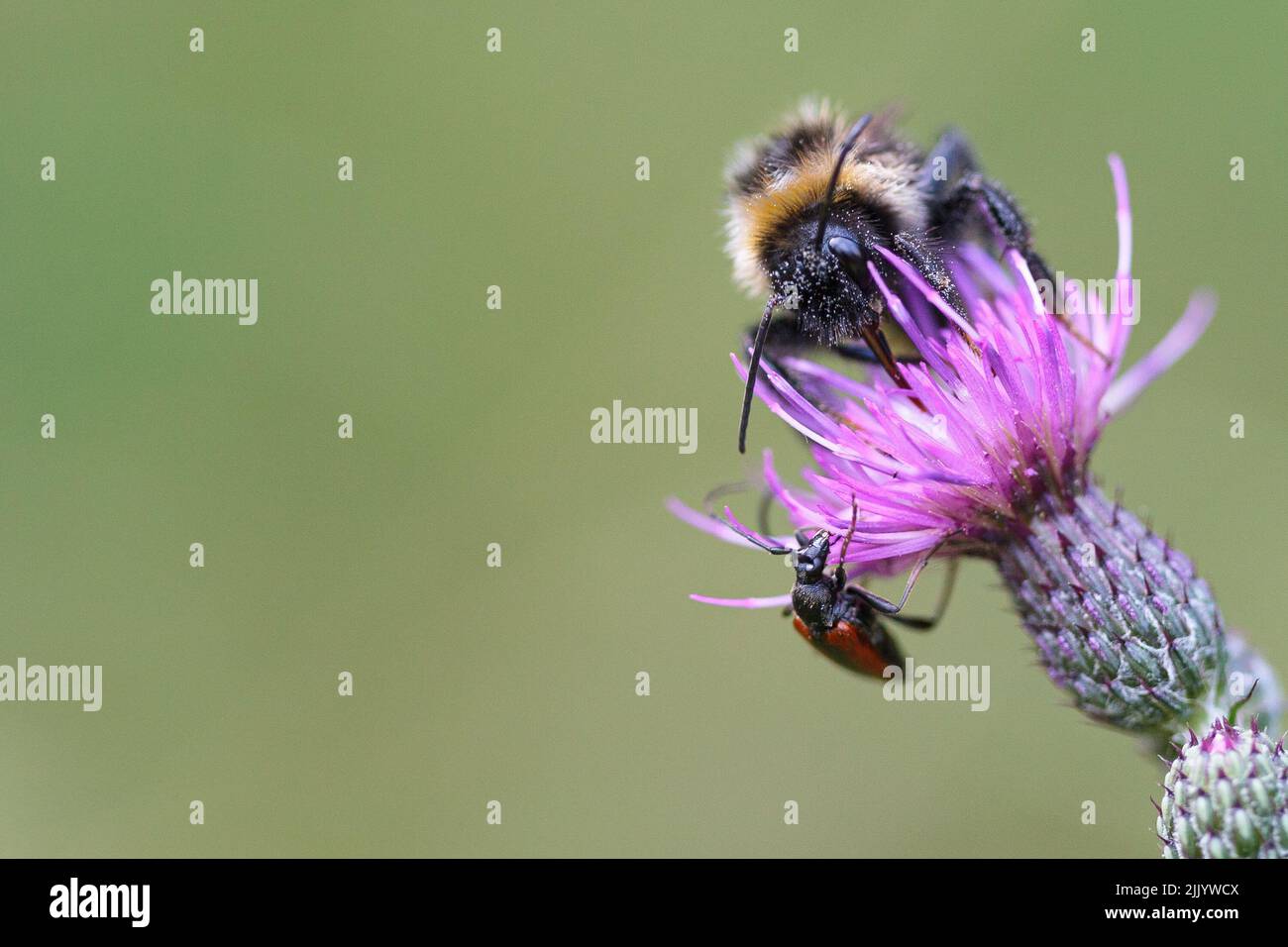 Un primo piano di bumblebee rotto-cintura su Thistle con sfondo sfocato verde Foto Stock