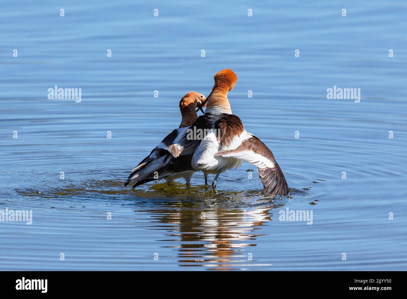 Dopo aver accoppiato una coppia di avocet croce e toccare fatture, e con piume volate e sguardi l'un l'altro a piedi in un cerchio e completare il loro rituale. Foto Stock