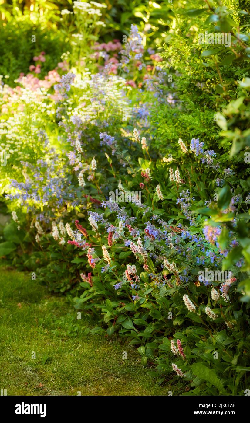 Fiori belli, graziosi e freschi in un vivace giardino verde. Arbusto di menta che fiorisce con fiori fragranti. Dettagli di erbacce in natura con Foto Stock
