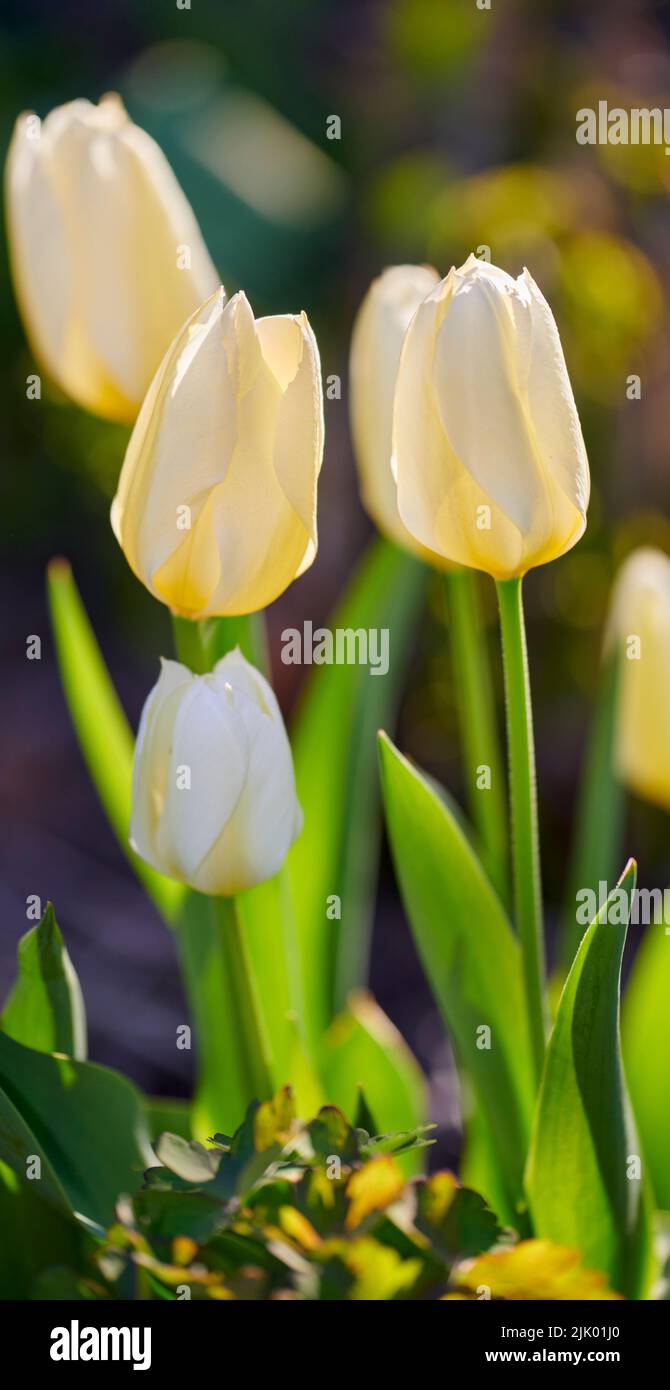 Bellissimi fiori bianchi in natura con erba verde e piante all'aperto. Primo piano di tulipani in un giardino naturale in una mattinata di primavera all'aperto Foto Stock