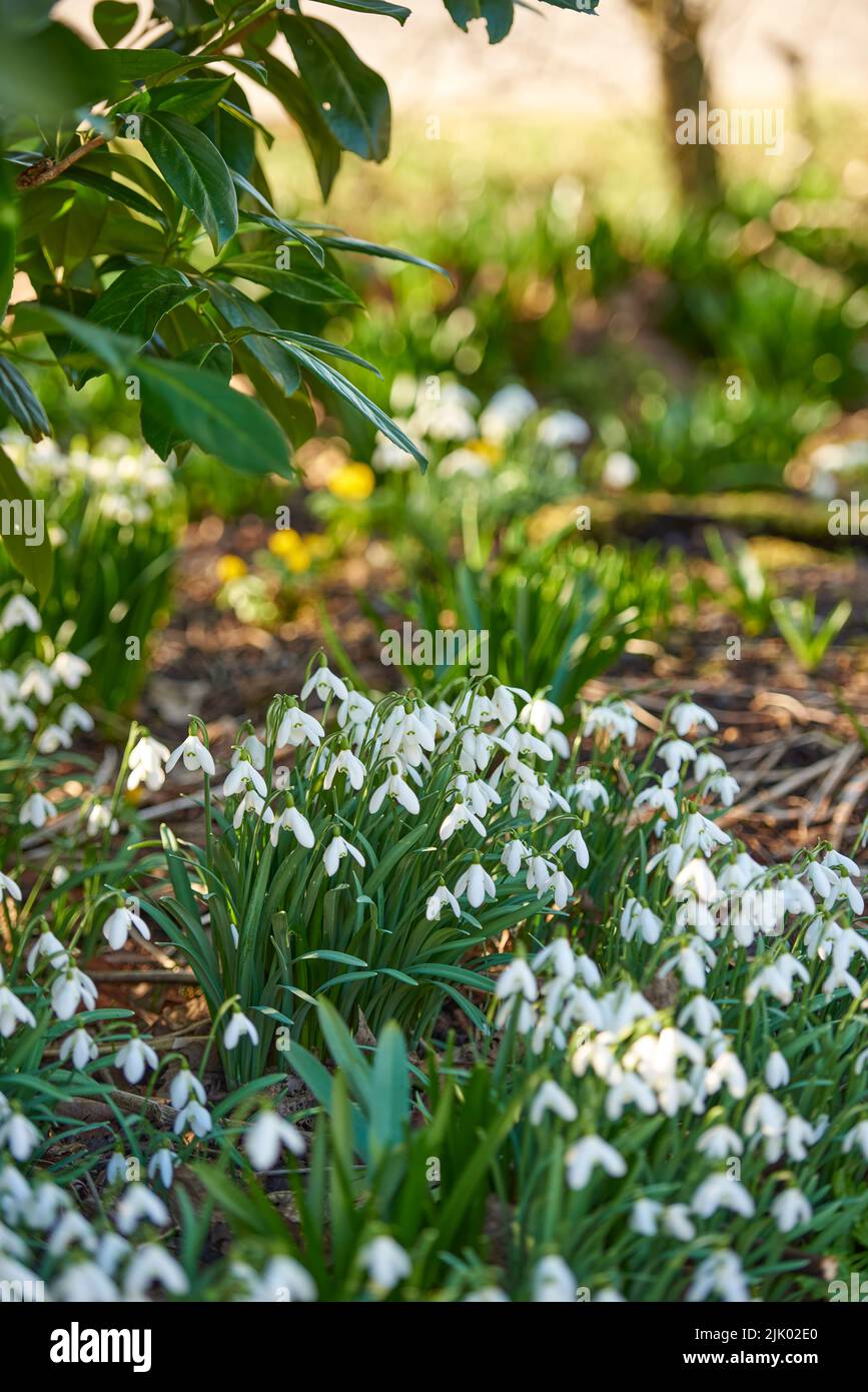 Primo piano di bellissimi fiori bianchi che crescono in un giardino o foresta botanica erba terra in primavera. Piante di Snowdrop comuni pure che crescono in suolo naturale Foto Stock