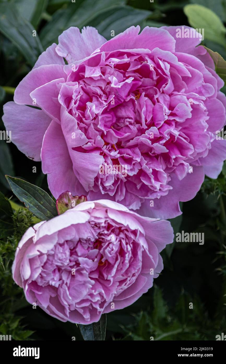 Rose rosa in un giardino pubblico Foto Stock