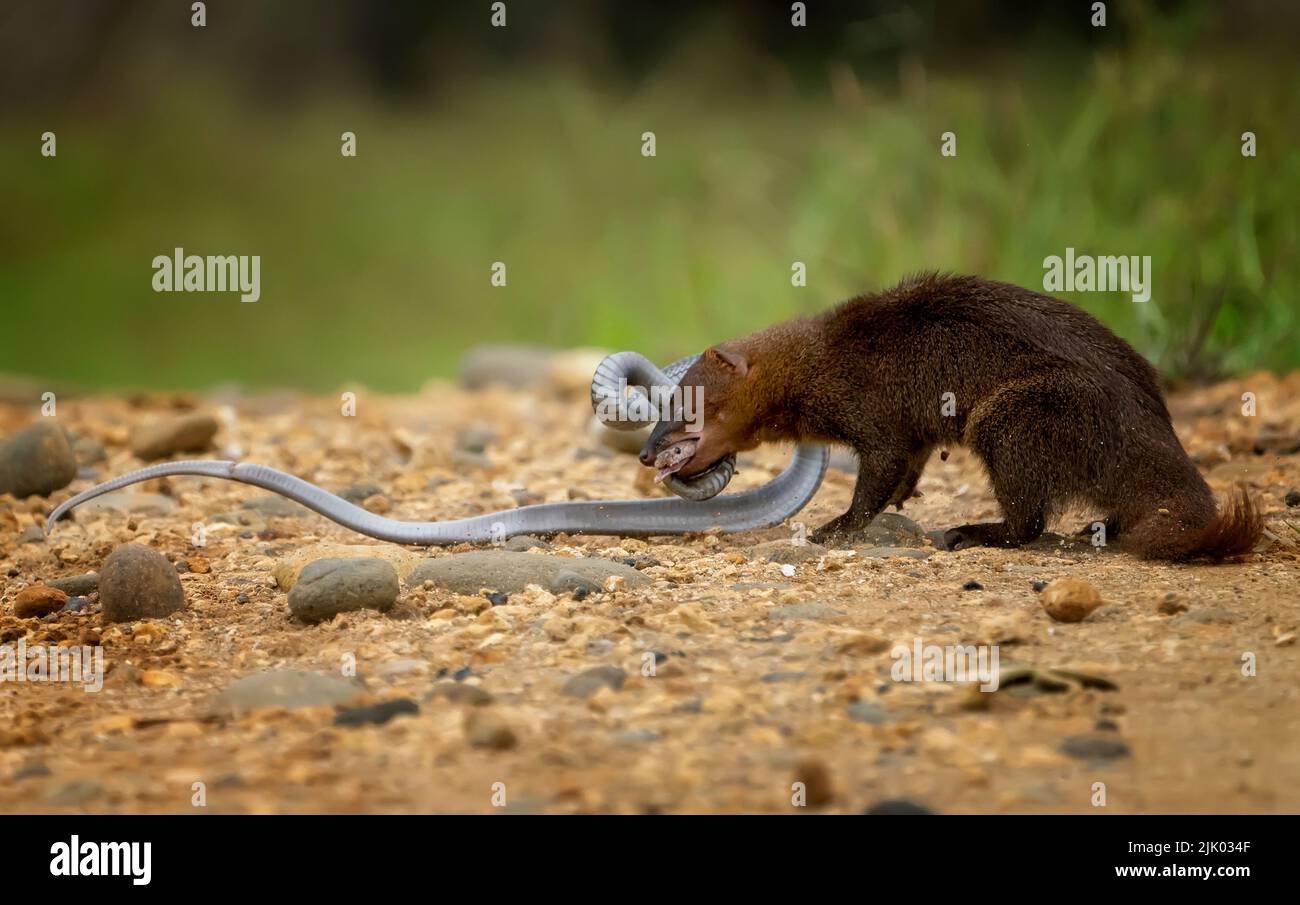 Mongoose e Cobra Foto Stock