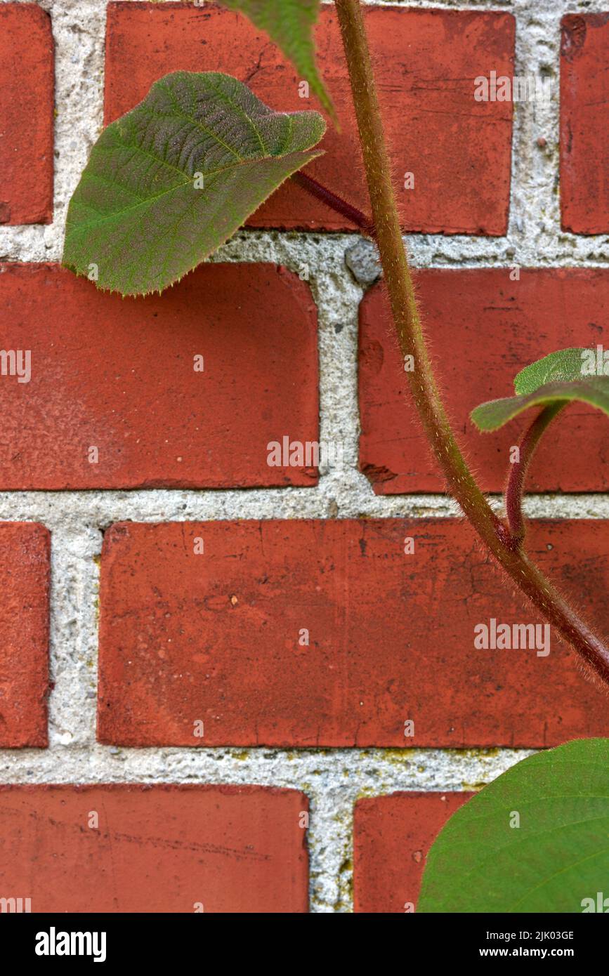 Il mio giardino. Bella pianta verde contro un muro di mattoni in un cortile, giardino o parco in natura. Primo piano di piante frondosi, vegetazione o fiori su un muro Foto Stock Il mio giardino. Bella pianta verde contro un muro di mattoni in un cortile, giardino o parco in natura. Primo piano di piante frondosi, vegetazione o fiori su un muro Foto Stock