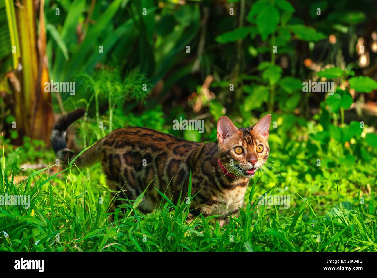 Bel giovane gatto bengala in giardino Foto Stock