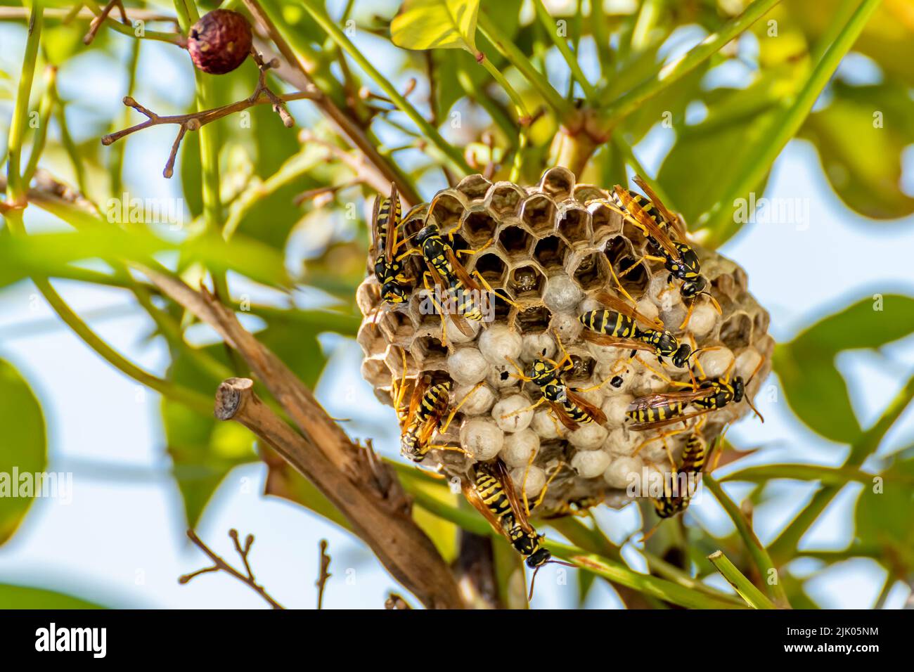 Un nido di vespa nel mezzo della vegetazione, con molte vespe che si muovono sulla superficie Foto Stock