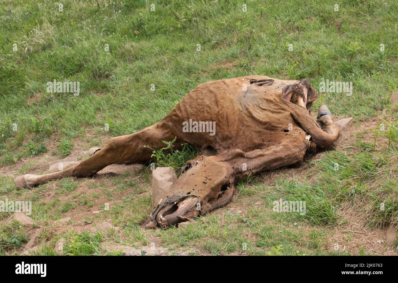 Resti di un cavallo morto, quasi completamente perito, tutto ciò che rimane è pelle, zoccoli e ossa Foto Stock