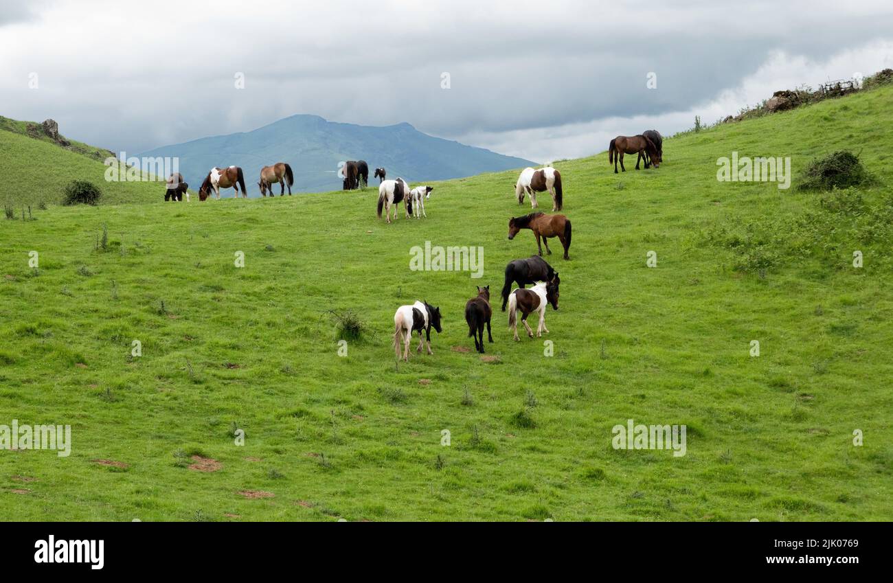 Mandria di cavalli a campo libero sul prato alpino dei Pirenei Foto Stock
