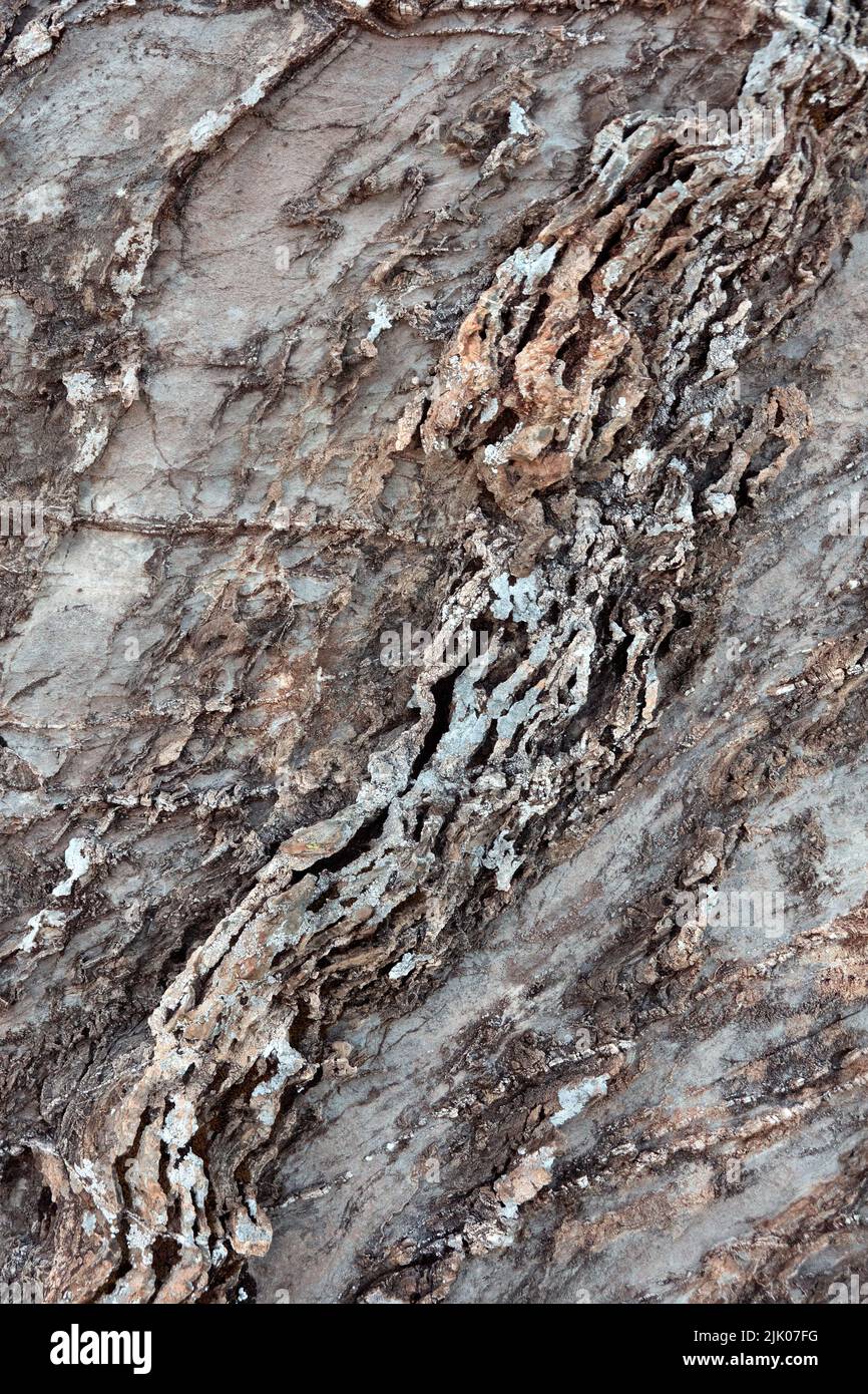 Dettaglio di strati grigi, deformati e curvi nella roccia, causati da forze geologiche, sfondo naturale Foto Stock