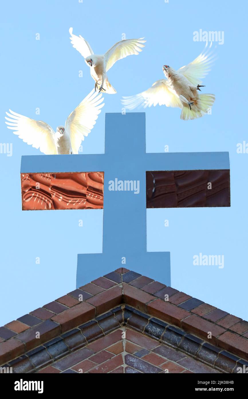 3 uccelli o pappagalli di Corella australiani retroilluminati che volano, giocano e atterrano su un crocifisso o croce cromata all'esterno di una chiesa. Foto Stock