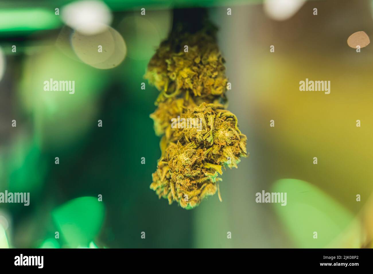 Primo piano con sfondo sfocato di una grande cannabis medica essiccata - CBG CBD - BUD. Concetto di medicina alternativa. Foto di alta qualità Foto Stock