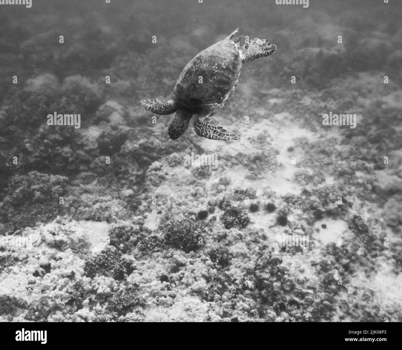 Un primo piano di una tartaruga che nuota in acqua in scala di grigi Foto Stock