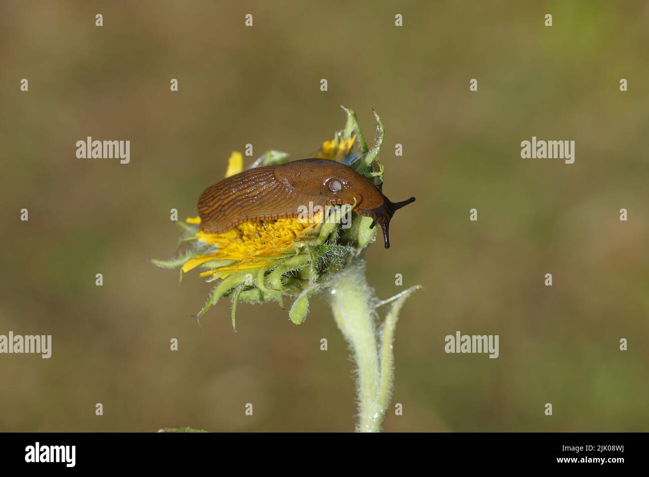 Slug (Arion rufus) o Slug (Arion vulgaris), famiglia Roundback Slug (Arion vulgaris). Alimentazione su un girasole comune (Helianthus annuus) Foto Stock