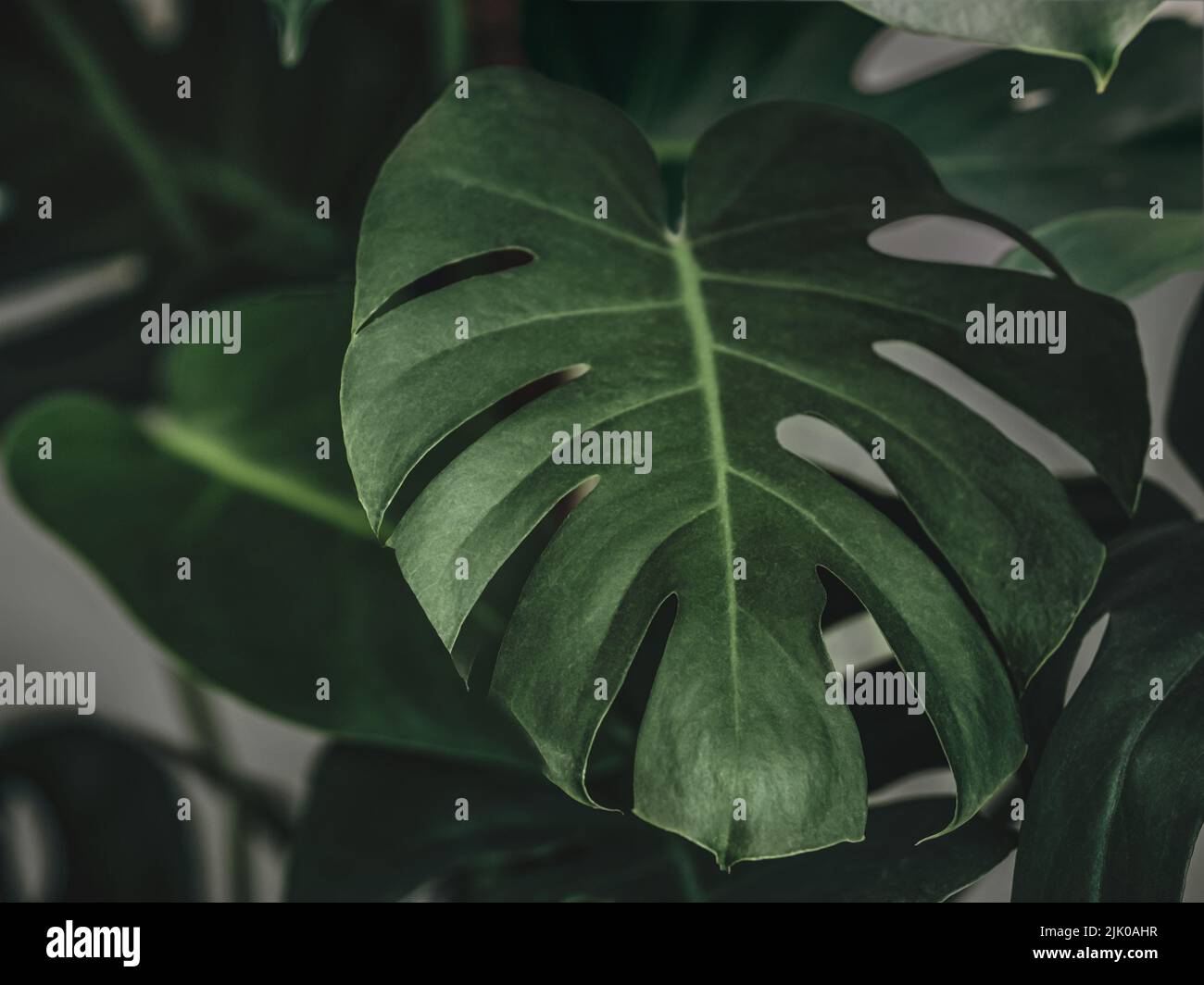 Monstera pianta sfondo. Bella pianta di mostera reale lascia come sfondo tropicale per carta da parati. Sfondo orizzontale con foglie tropicali verde scuro Foto Stock