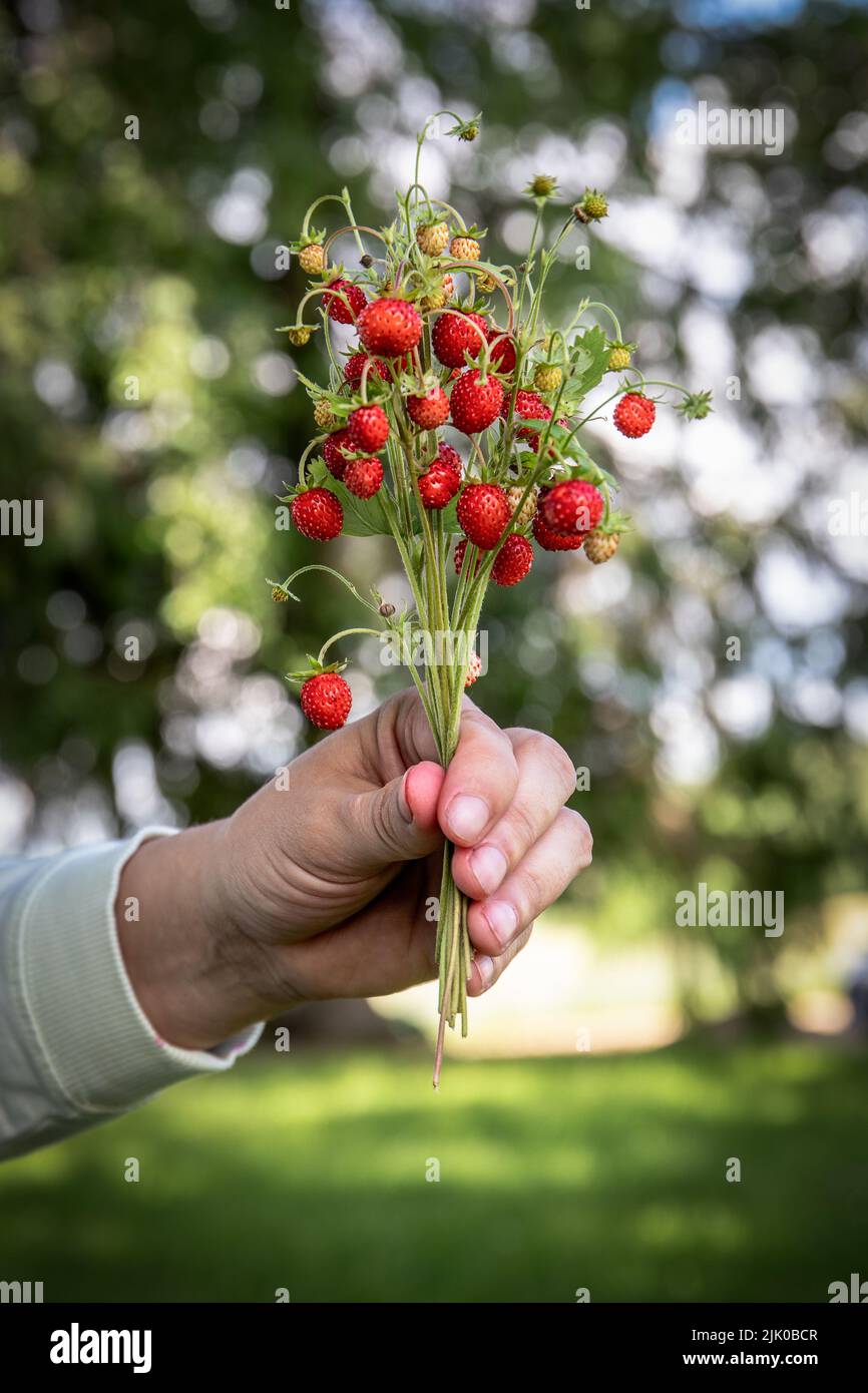 Fragole selvatiche in mano di una donna, naturali e sane. Foto Stock