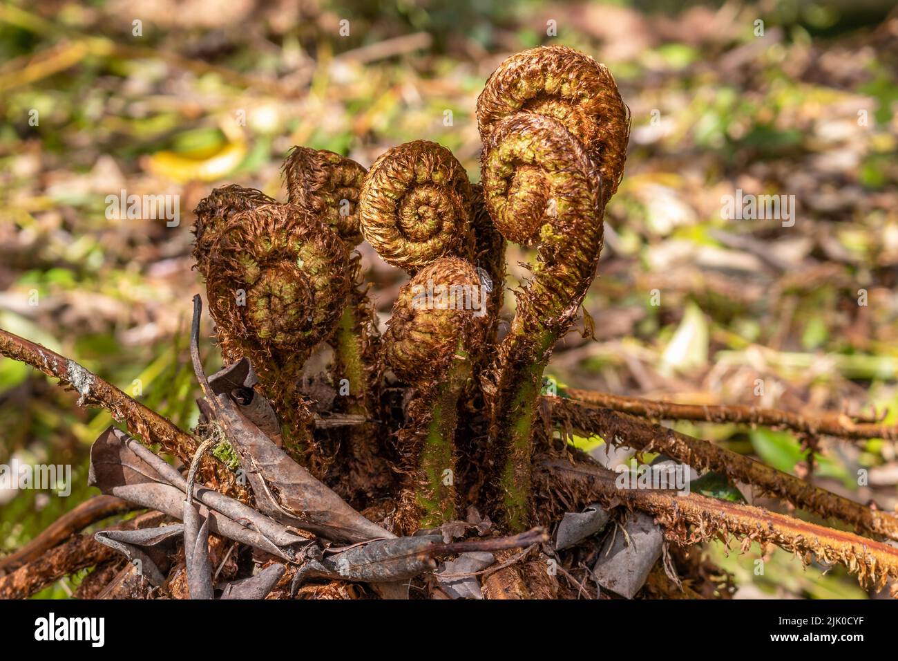 Giovani felci Dryopteris wallichiana che si dispiegano nei giardini di Minterne situati nella città di Minterne Magna, Dorset Foto Stock