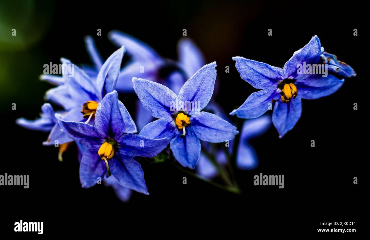 L'albero di patata cilena, Solanum crispum è una pianta fiorita della famiglia delle Solanacee, originaria del Cile e del Perù. Foto Stock