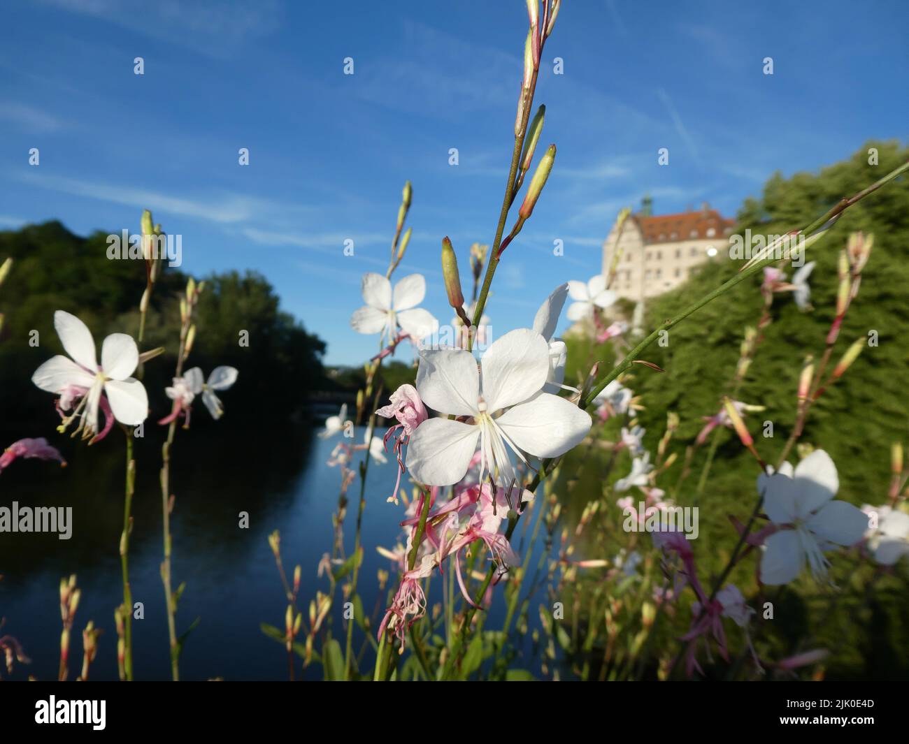 Splendidi fiori sul ponte Donau a Sigmaringen Foto Stock