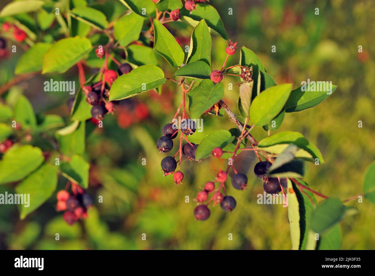 Bacche di Amelanchier su un cespuglio in luce soffusa Foto Stock