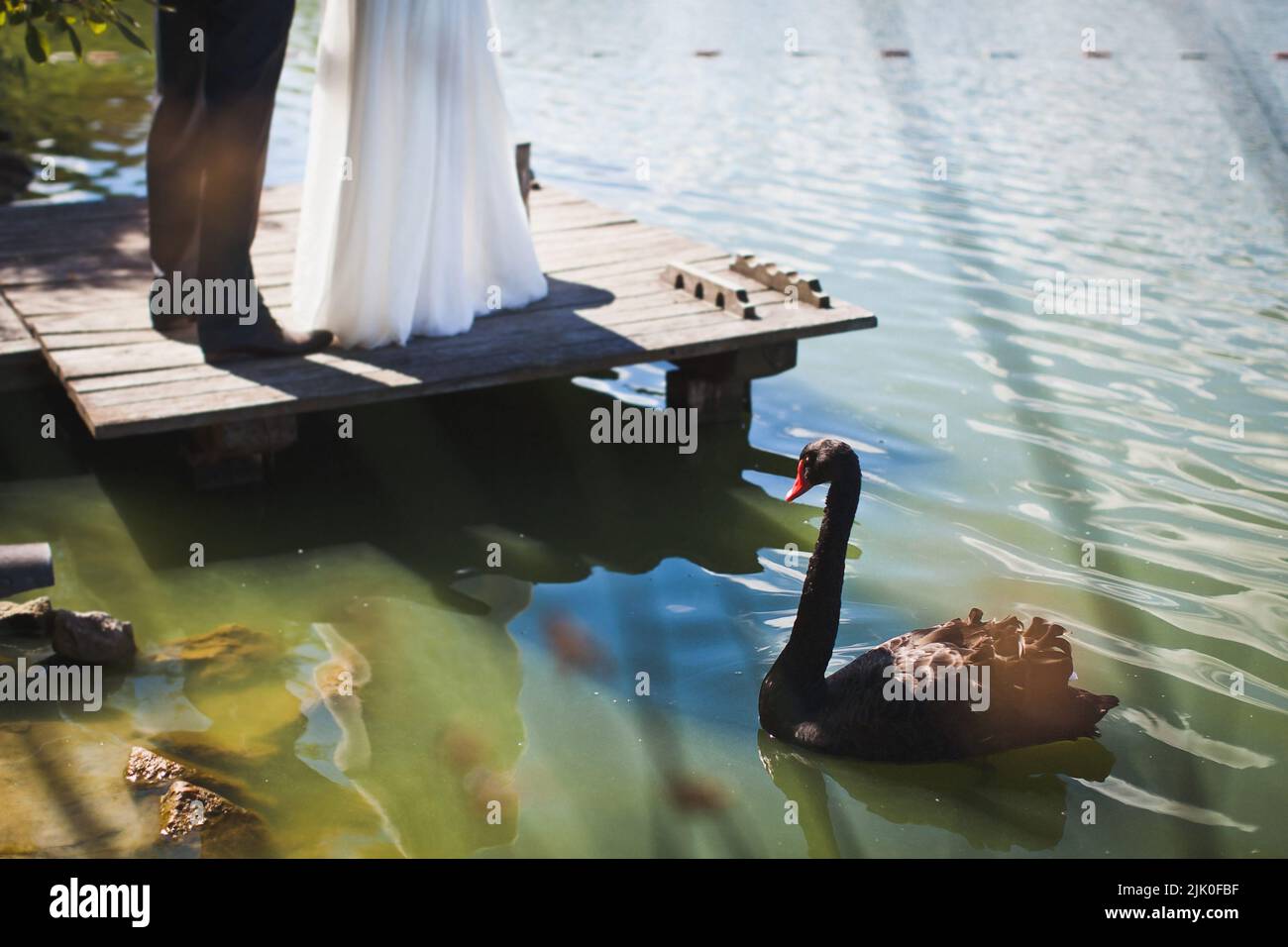 Un bel cigno nero nuota nel lago vicino agli sposi novelli Foto Stock
