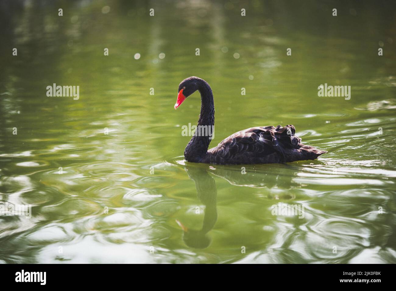 Il bel cigno nero nuota nel lago. Foto Stock