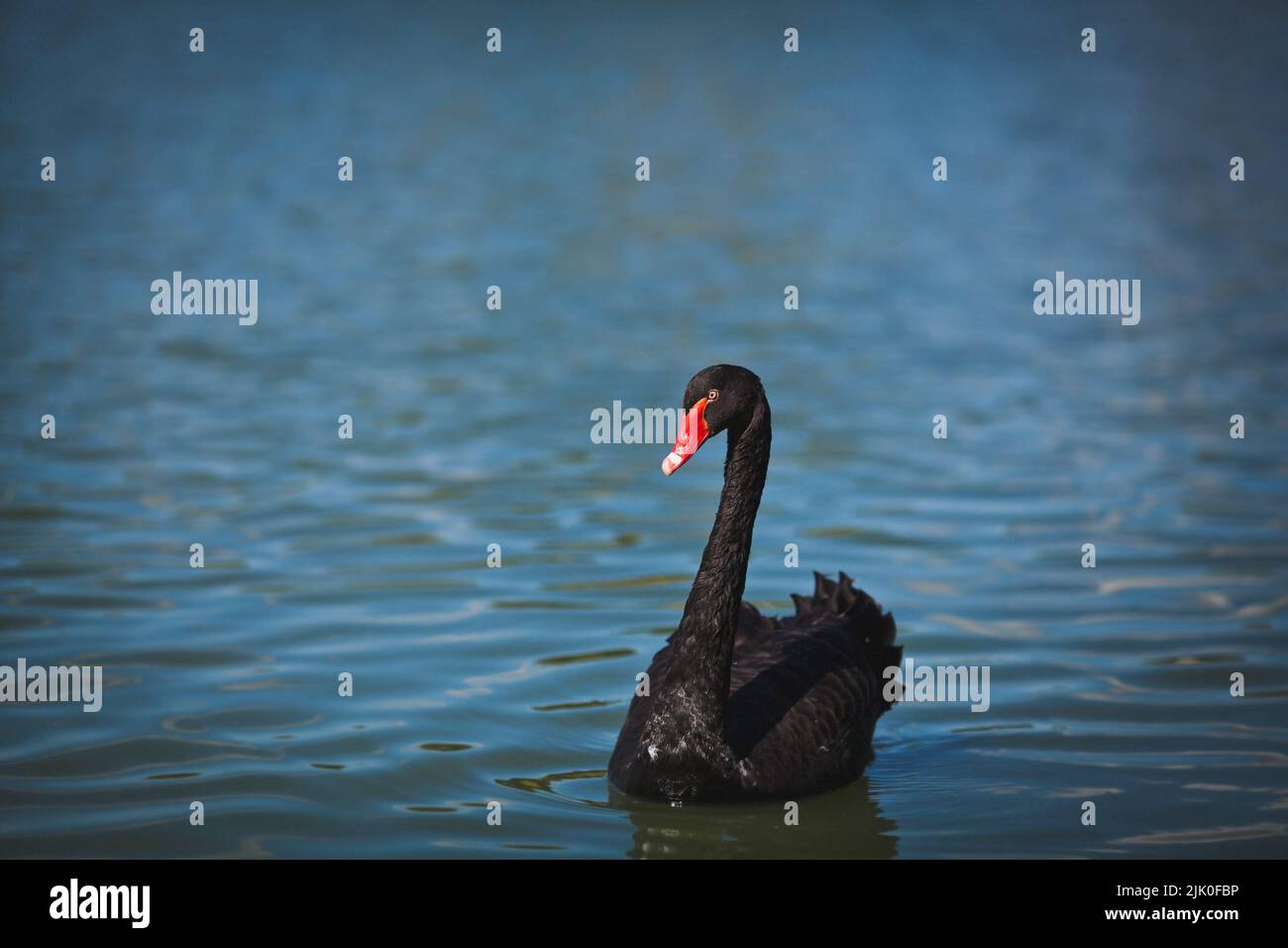 Il bel cigno nero nuota nel lago. Foto Stock