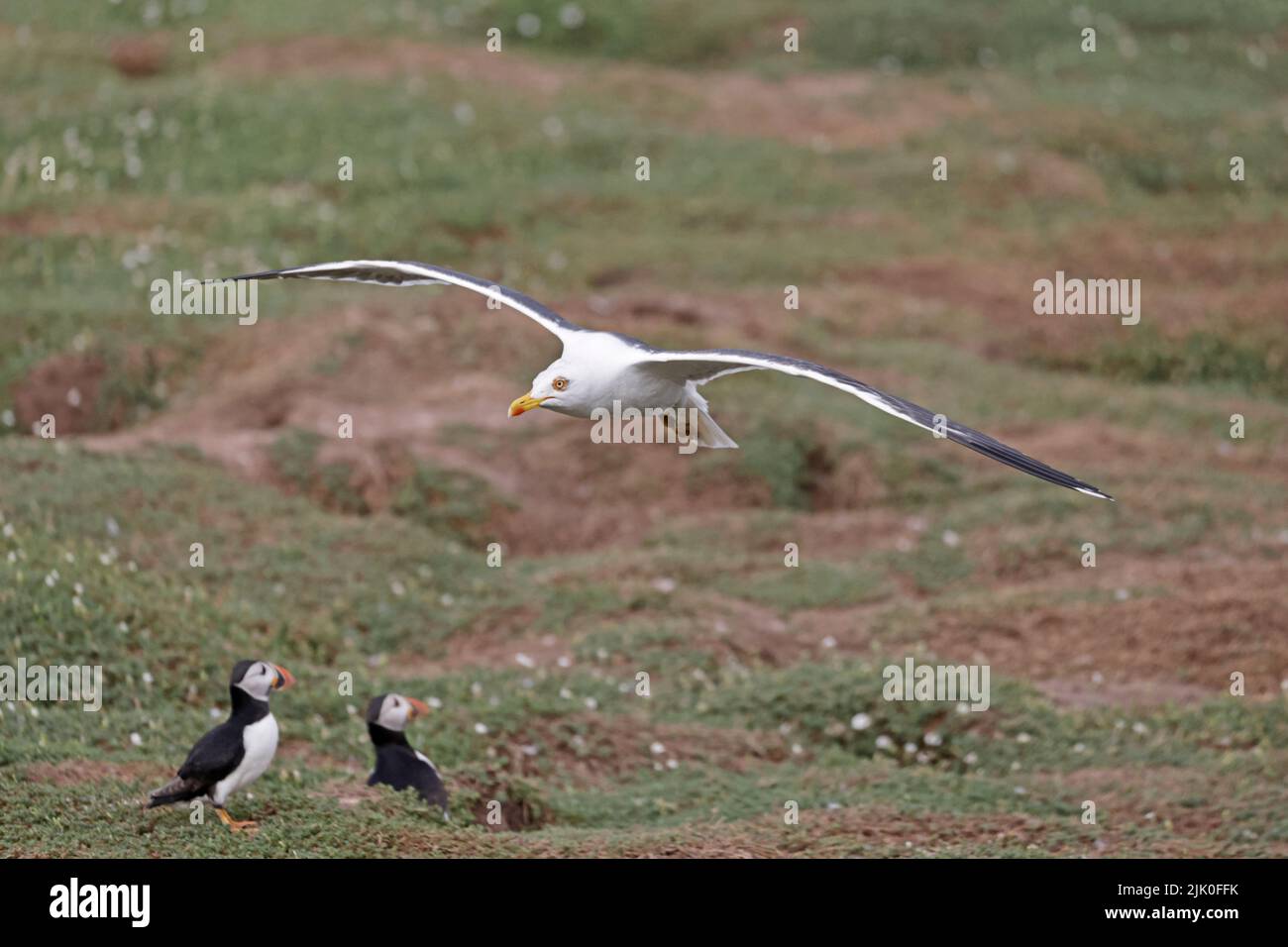 Gull meno Black-backed alla ricerca di Puffins con cibo a Skokholm Island Galles Foto Stock