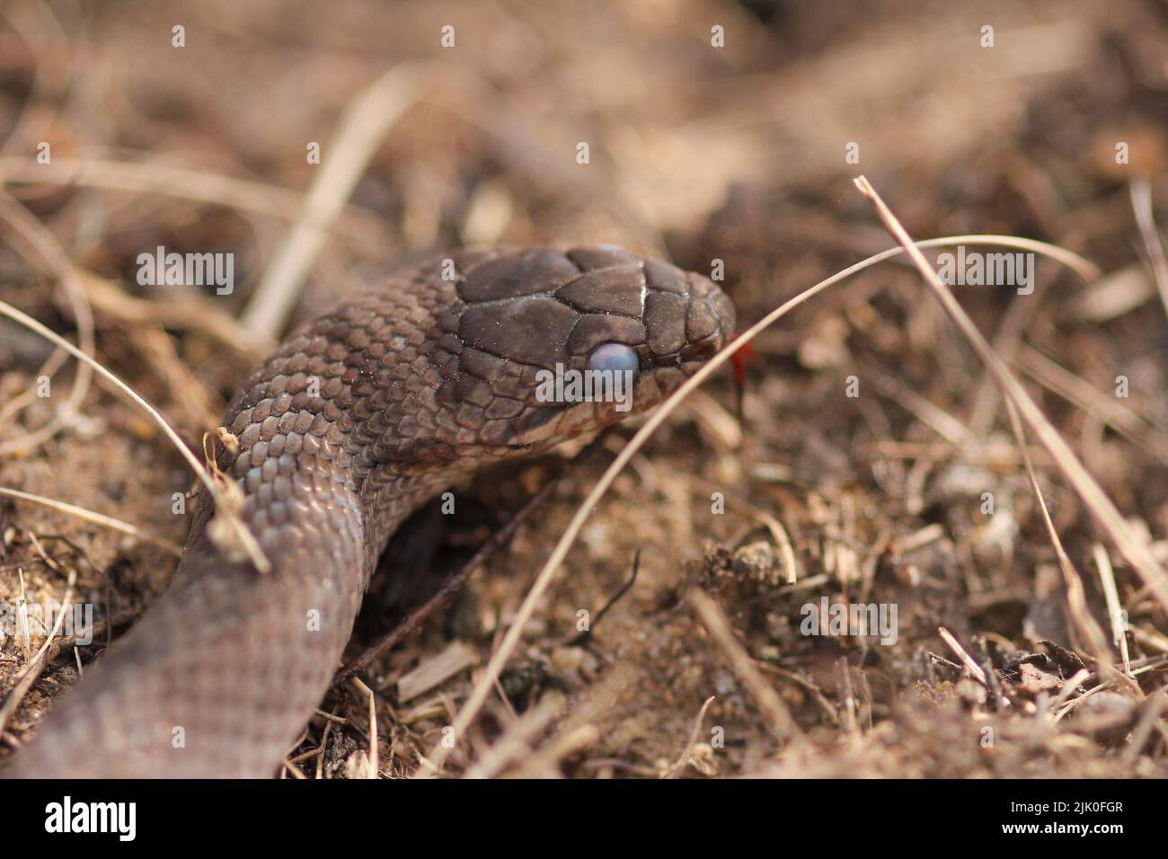 Serpente liscio (Coronella austrriaca) dopo aver sparso la pelle in un terreno di brughiera vicino a Borkenberge, Germania Foto Stock