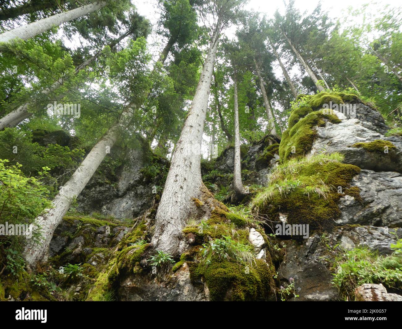 Basso angolo sparato di alberi su rocce in estate Foto Stock