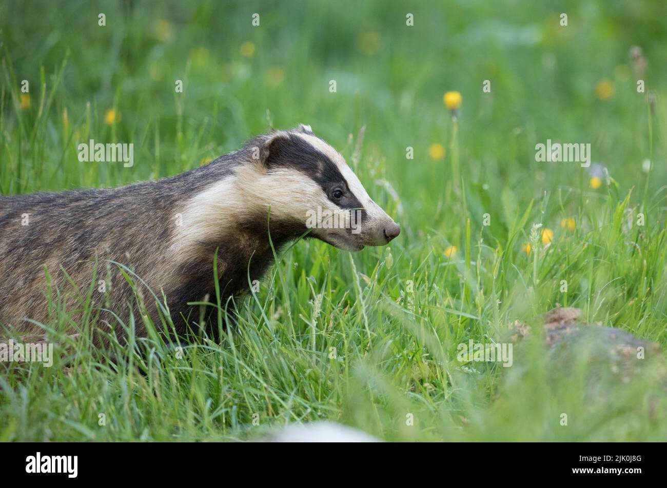 Badger all'RSPB Wild Haweswater Foto Stock