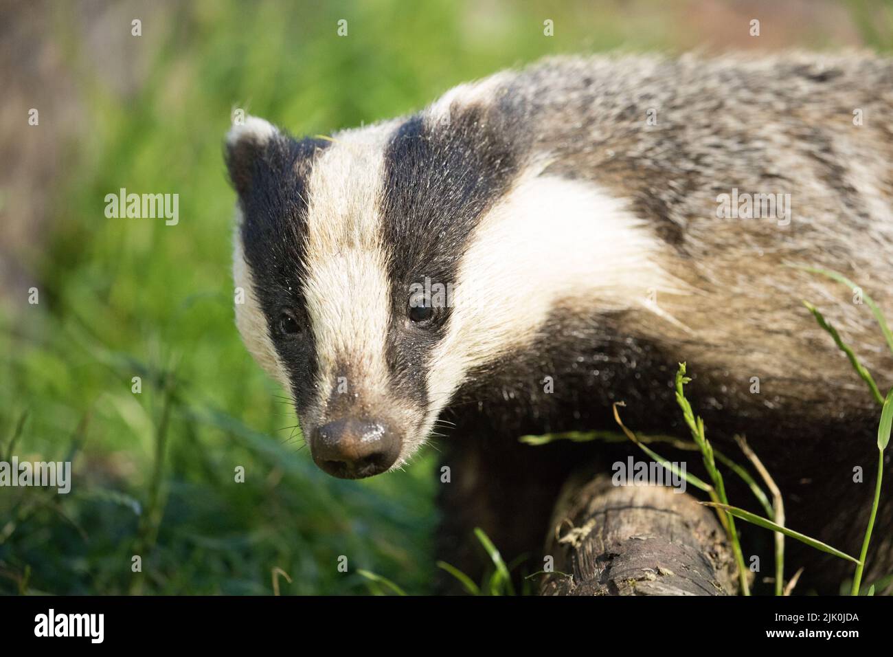 Badger all'RSPB Wild Haweswater Foto Stock